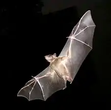 Bat in flight