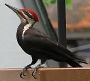 Male on a platform feeder