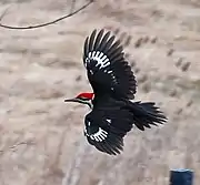 Male in flight