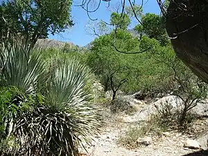 Fourth Trail Crossing of Pima Wash