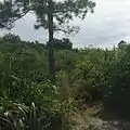 A view of pine flatwoods from the nature trail