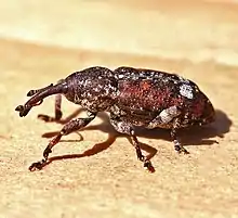 Pine weevil (Pissodes) anterior view