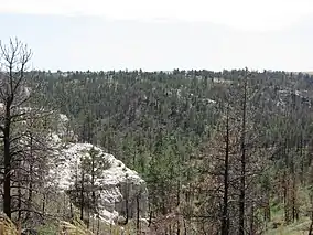 A ridge covered in pine trees