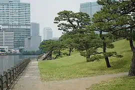 Pine trees near the water