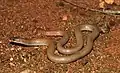 Pink-tailed Worm-lizard from Bendigo