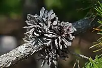 Seed cones of Pinus banksiana persist on branches long after seeds are released.