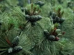 Siberiandwarf pine