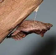 Battus philenor pupa