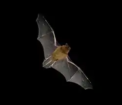 The image depicts a Pipistrellus pipistrellus (i.e., the common pipistrelle) in flight.