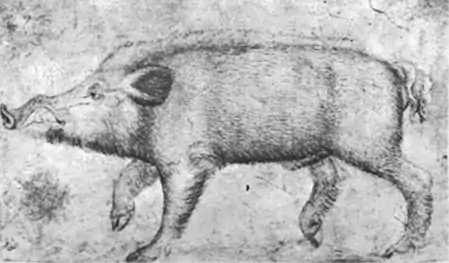 Boar