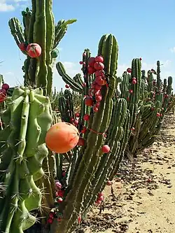 Pitaya fruits in Sde Nitzan