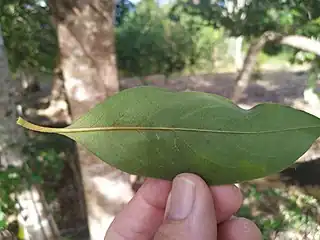 Leaf, underside