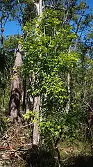 Near Yeppoon, central Queensland