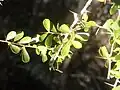 Pittosporum spinescens: the smaller branches terminating in sharp points.