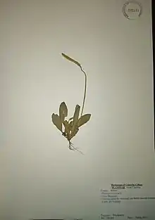 Plantago virginica specimen from the Catawba College Herbarium. Shows a plane white sheet with a dried P. virginica specimen on it. It has a leafy lower section, with long outgrowths with dried flowers in a near-cylindrical shape at the top. It takes up around a quarter of the sheet in the middle, leaving a large amount of blank room on the sheet.