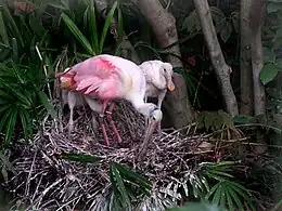 Adult with two juveniles on a nest