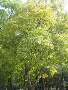 Platycarya