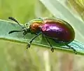 P. dejeani on milkweed