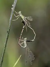 Mating pair