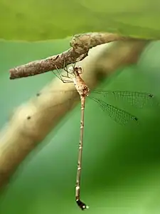 Platylestes platystylus female