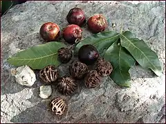 Fruit & seeds