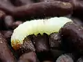 Larva on sprinkles