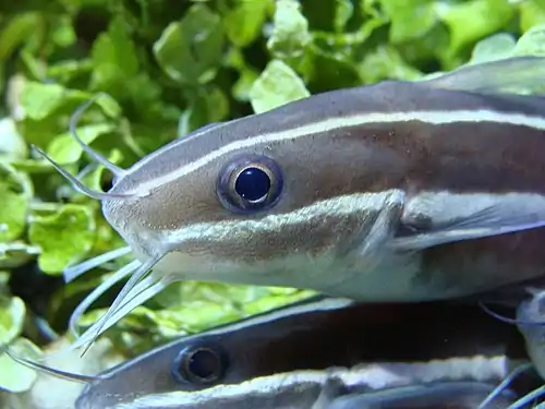 Plotosus lineatus in Sala Humboldt of Aquarium Finisterrae (House of the Fishes), in A Coruña, Galicia, Spain.