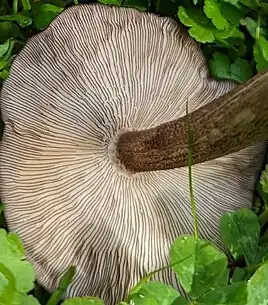 Pluteus microspermus gills.