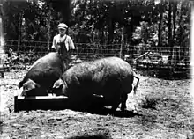 black-and-white photograph of two very large black pigs at a trough