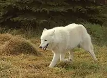 Greenland wolfCanis lupus oriongrønland ulv