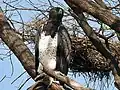 Martial eagle