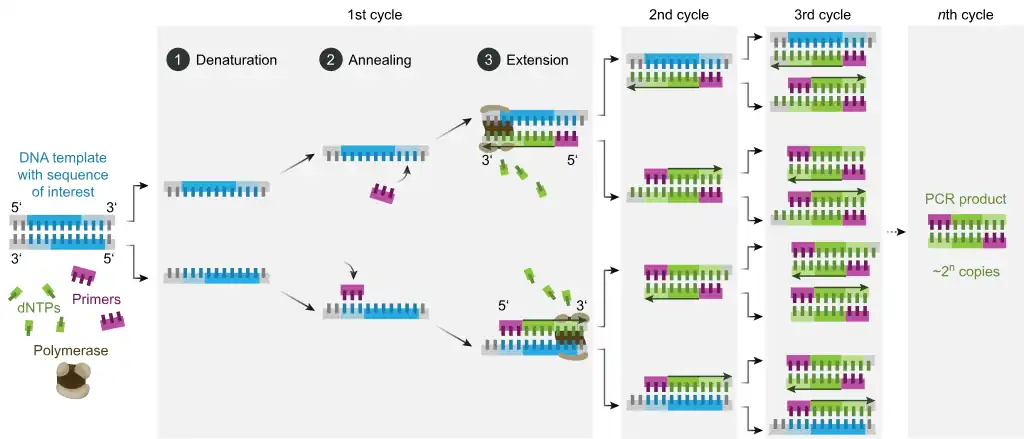 Schematic drawing of a complete PCR cycle