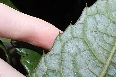 Leaf, showing toothed margins