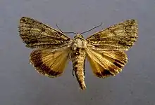 Guernsey underwingPolyphaenis sericataHadeninae