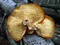 The large angular pores of Polyporus alveolaris, the hexagonal-pored polypore