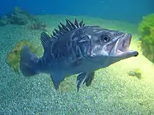 Atlantic wreckfish inhabit caves and wrecks. They are good game fish, reaching a maximum reported length of 210 cm (6.9 ft) and weight of 100 kg (220 lb).