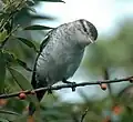 Subspecies L.m. pumila, Abaca, Viti Levu, Fiji Isles