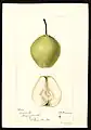 Sudduth pear - watercolor 1895