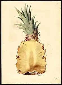 Watercolor by J. Marion Shull of pineapple (Ananas comosus), 1919.