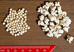 Sorghum seeds and popped sorghum