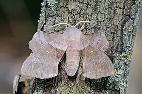 Showing hindwing held forward of forewing