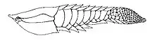 Poraspis, a genus of armored jawless fish from the Late Silurian of Canada, Norway, and the U.S.