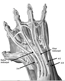 Location of the Portals in the hand