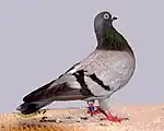 Portuguese tumbler, another small breed of pigeon