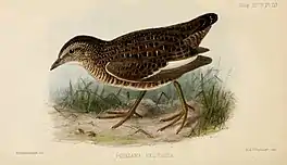 Drawing of a bird