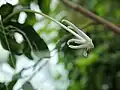 Posoqueria longiflora flower