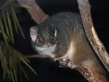 Gray possum