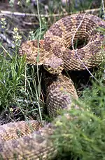 Prairie rattlesnake