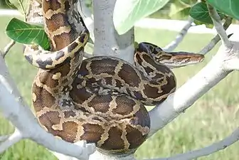 Dorsal view