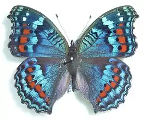 Winter form – mounted specimen